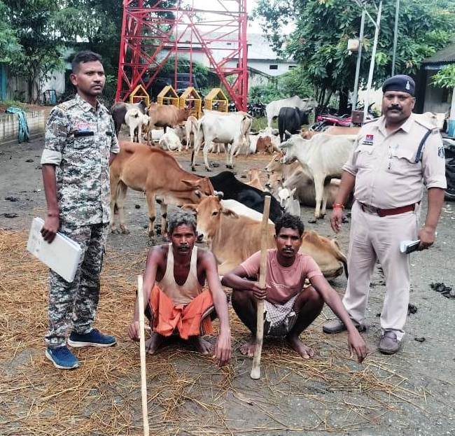 घरघोड़ा पुलिस ने मवेशी तस्करी के दो आरोपियों को भेजा रिमांड पर, गस्त दौरान डॉयल 112 और गौ सेवकों ने 52 मवेशियों को तस्करों के चंगुल से छुडाया