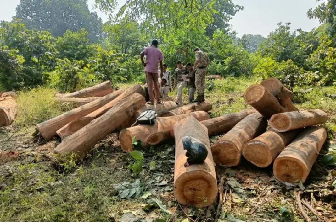 वन विभाग कि कार्रवाई से लकड़ी चोरों में मचा हडक़ंप, 9 लाख से अधिक की अवैध लकड़ी जब्त, तस्कर फरार