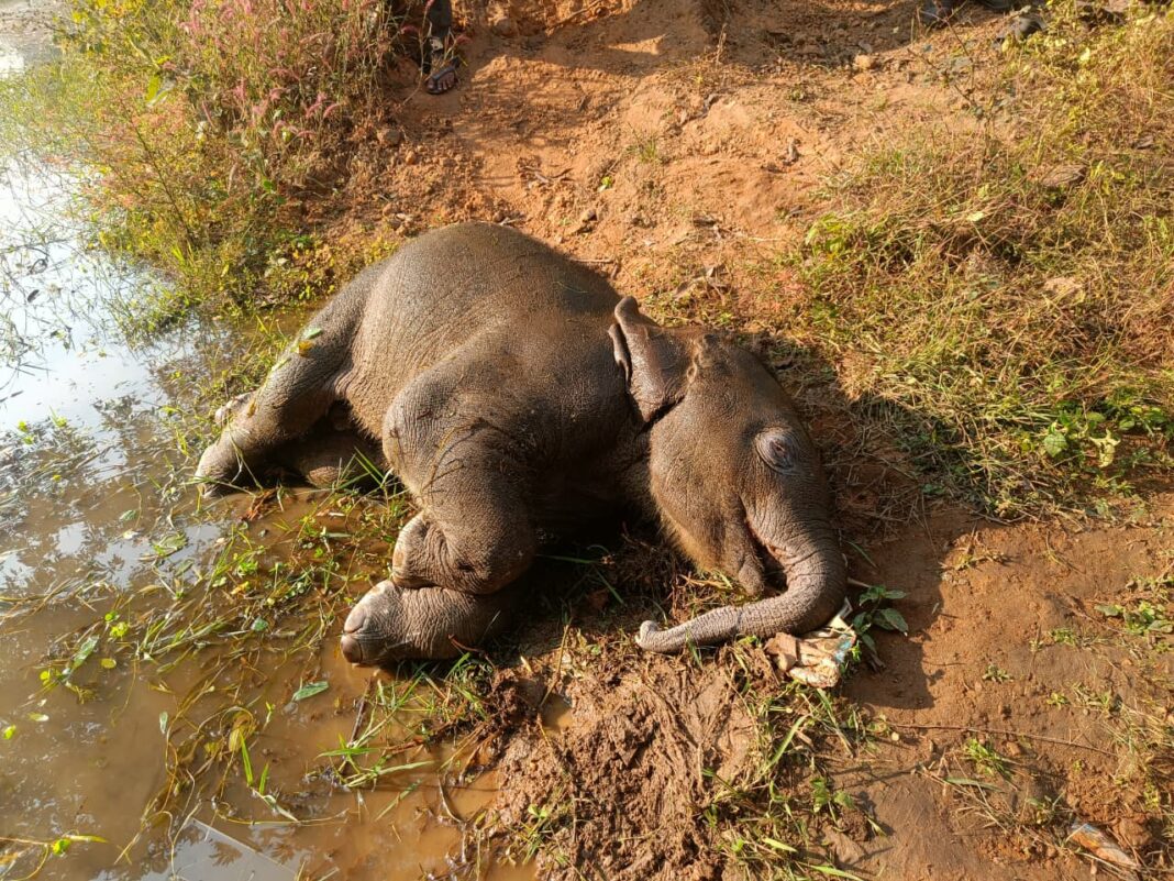 तालाब में डूबने से शावक हाथी की मौत, वन विभाग सतर्क…प्रारंभिक जांच में पानी में फिसलकर मौत की आशंका-पोस्टमार्टम के बाद दफनाया गया शव, जांच जारी