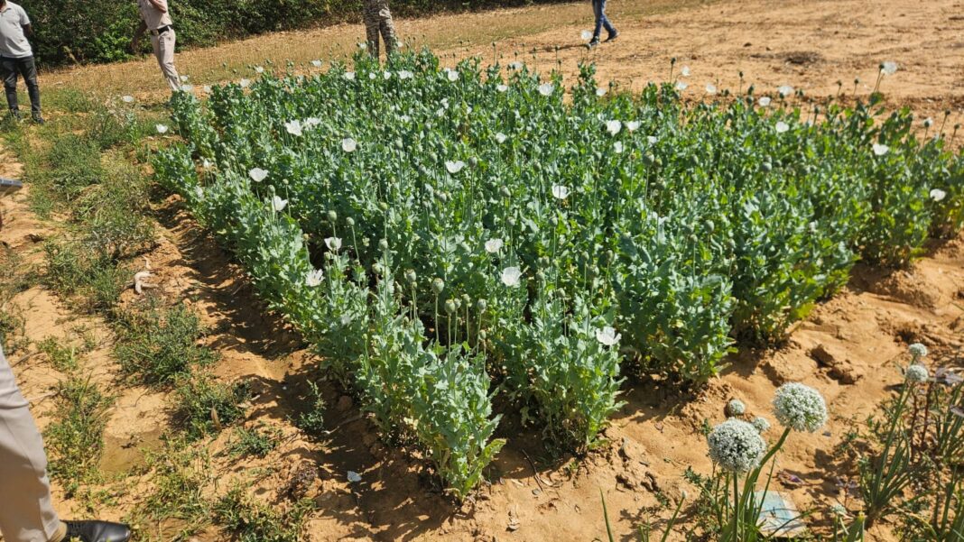 ड्रोन सर्वे से बड़ी सफलता: जिला प्रशासन ने लैलूंगा के नवीन घटगांव में अवैध अफ़ीम खेती का किया भंडाफोड़, दो आरोपी हिरासत में, प्रशासनिक अमले में हड़कंप