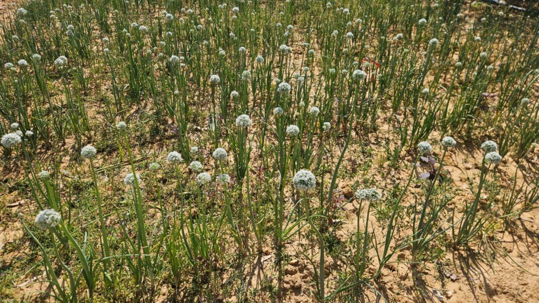 रायगढ़ जिले में एक के बाद एक अफीम खेती का भंडाफोड़, अब लैलूंगा के मुडागांव में पकड़ी गई अफीम की खेती